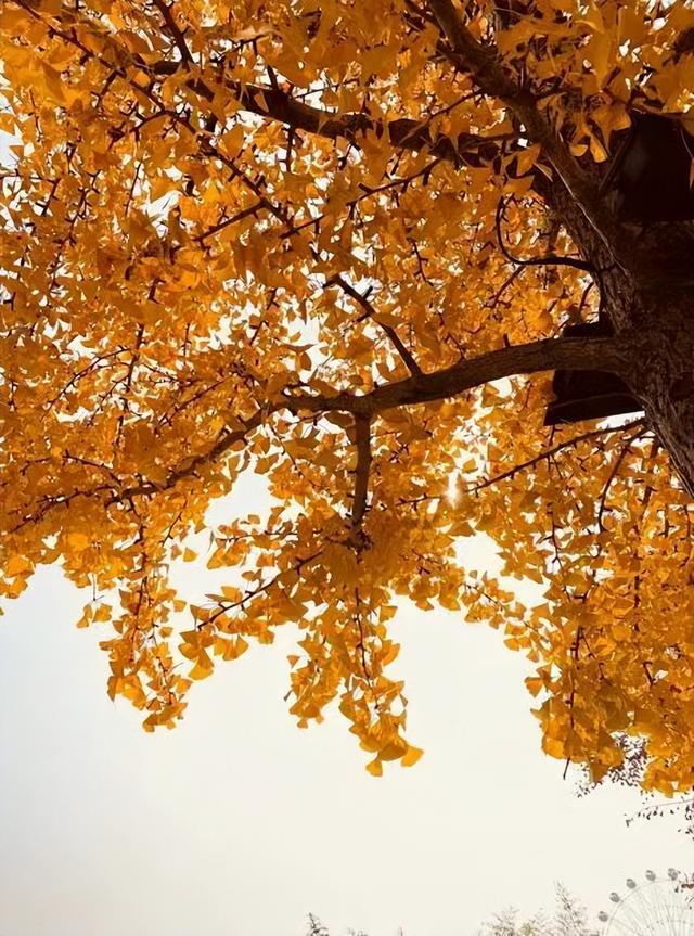 临沂人秋日里心心念念的风景已经来了，快看看吧