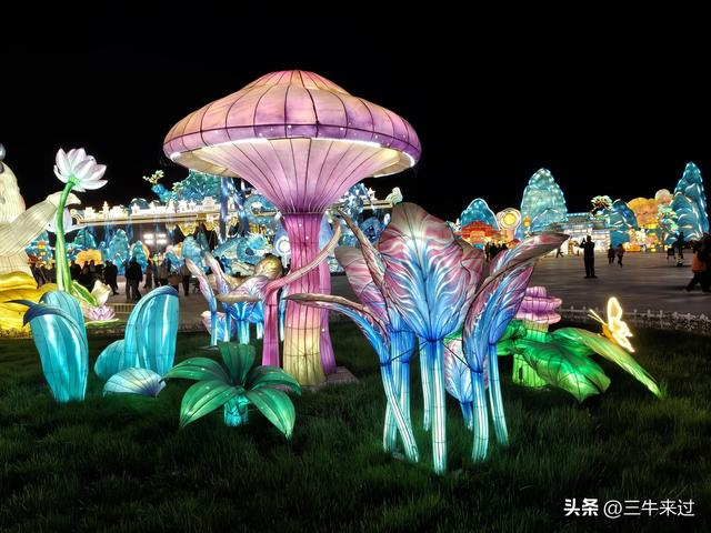 无为在歧路，淄博花灯齐彩城免票