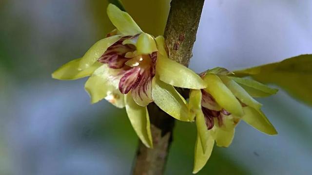 超出片！石家庄多个城市公园蜡梅进入花期，快去打卡