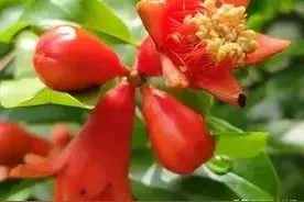 石榴树剪枝有门道！老果农教你一年剪三回，来年果子结满枝图片