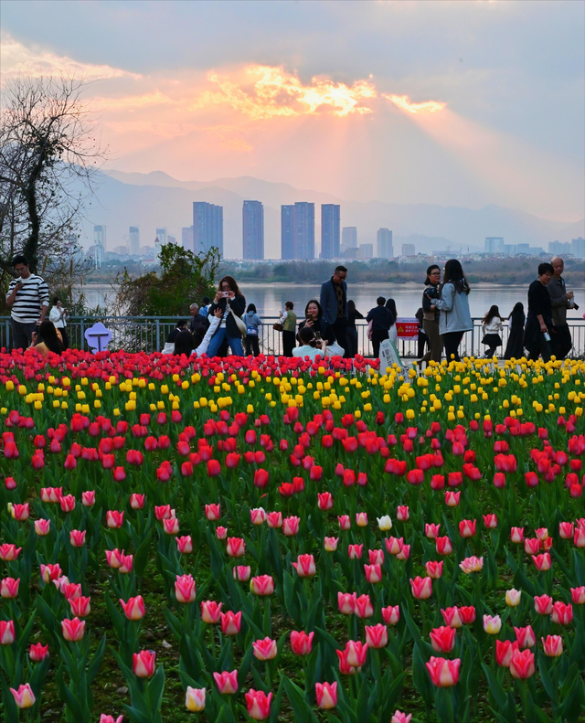 福州春日出游必打卡！农大沙滩公园的郁金香花海，美到令人藏不住
