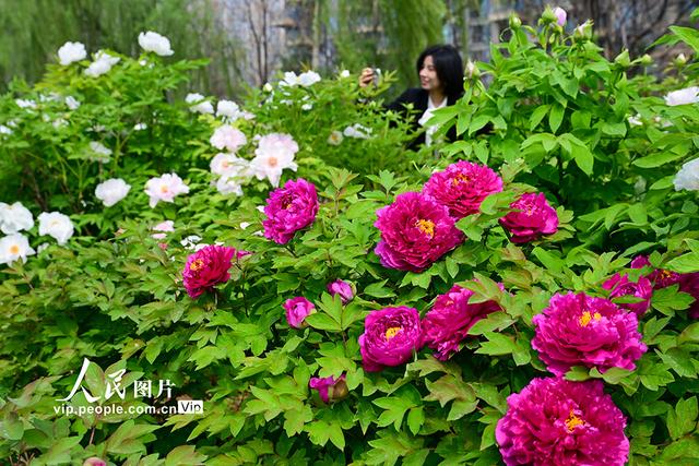 河南洛阳：牡丹花开