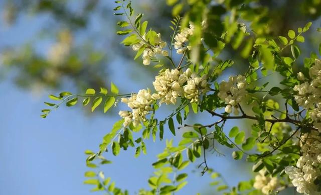 【中国旅游日文旅嘉年华】2025鲁山槐花节自驾季启幕！