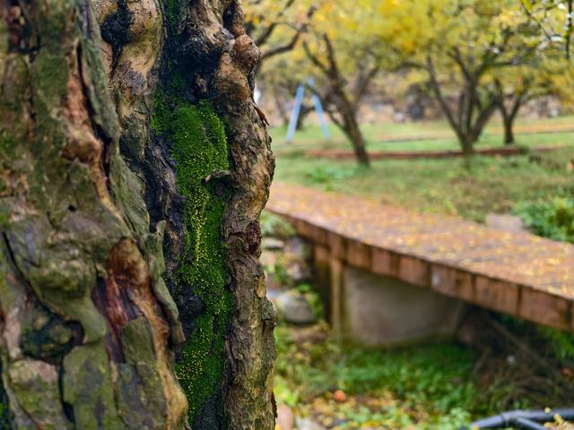 榴住五百秋：在淮北明清古园，啖一口时光的甘甜