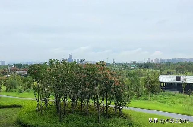 成都粉黛草花开了，景色壮观拍照惊艳，不要门票，地铁公交直达！