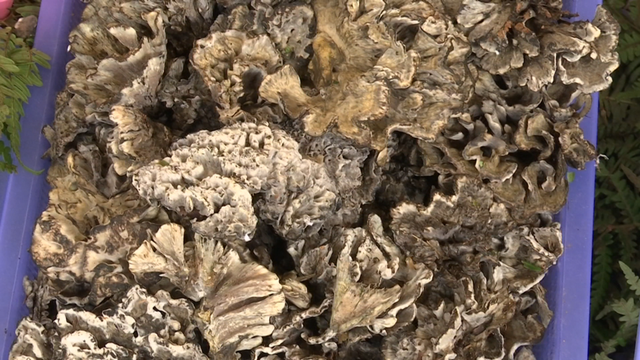 昆明的四季慢生活为何让人上瘾？