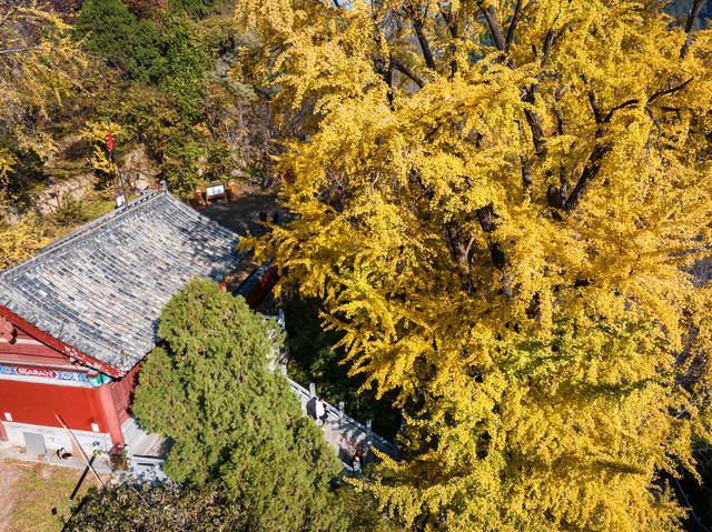 初冬玉泉寺金叶飘飘