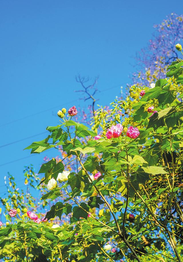 图说岳阳丨初冬已至秋未央 一城金色半城诗