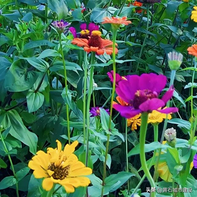 秋日遛娃天花板！黄石这里的百日菊花海美翻了