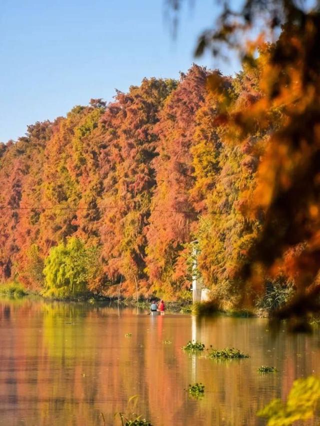 比青山湖人少，比湘湖低调，杭州东北藏着一条“银杏+水杉”组合路线！