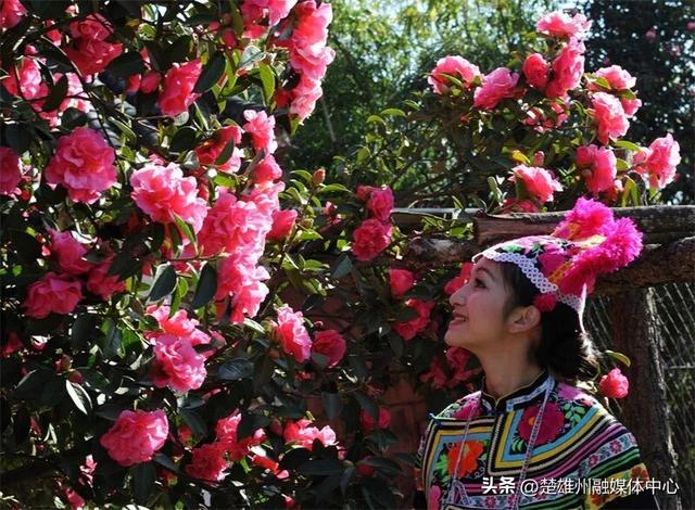 不限次入园！楚雄一景区门票年卡、优惠卡正在办理🤩