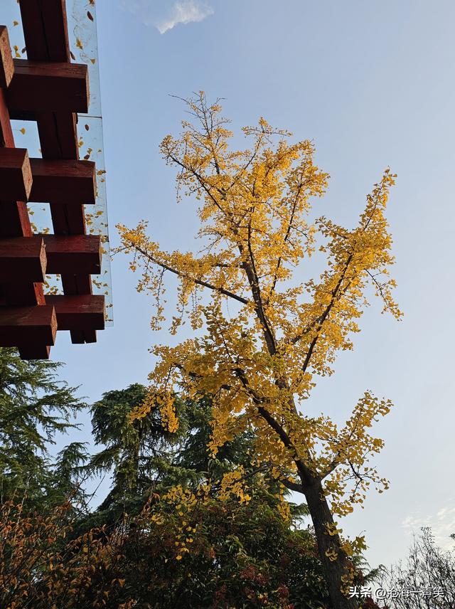 初冬时刻，李戒园的银杏叶，黄透了天，黄透了地，天地和谐共生!