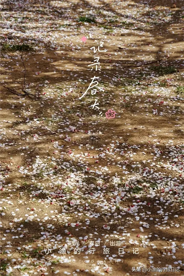 杏花开了！西安地铁直达的免费花海，巨巨巨出片，快去拍！