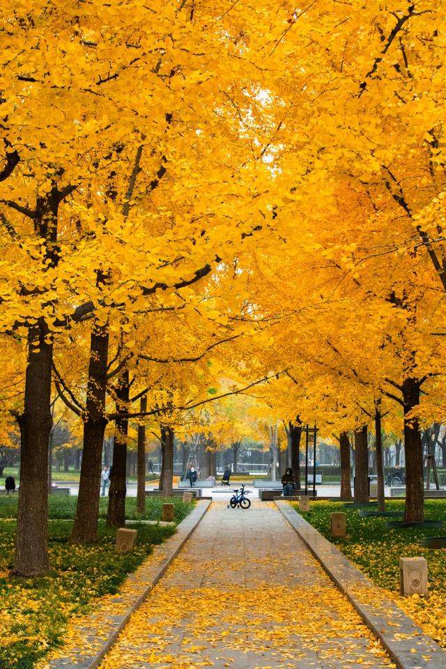 都跑去地坛看银杏了？北京中轴线南边的公园，藏着一处小众银杏林