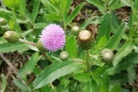 小时候被它扎过手，却不知小蓟大蓟都是宝！图片