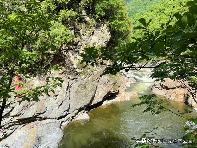 夏末秋初送清凉，来自黑河国家森林公园的惊喜等你查收~