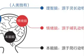 探索人类的“三个大脑”，解密它们如何争夺对你的控制权！图片