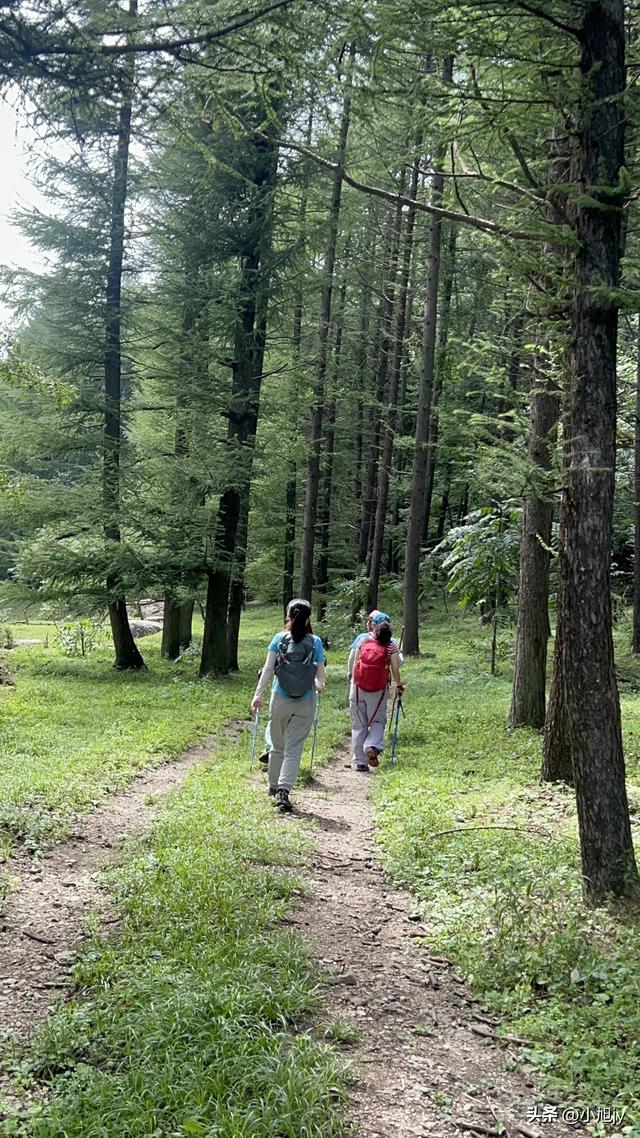 两次本溪南岭徒步记｜高山草甸，湖池松林，我被南岭种草