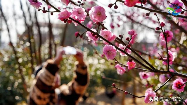 新洲梅花抢先打卡！抓住冬日第一抹绽放的色彩