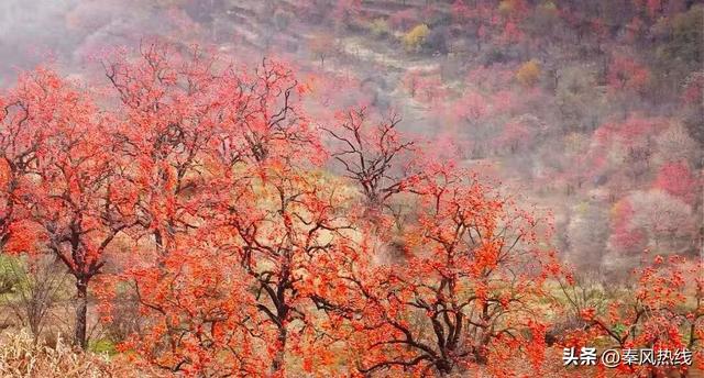 彬州市罗店村：红色染秋山 八方游客聚此共赴“盛柿之约”