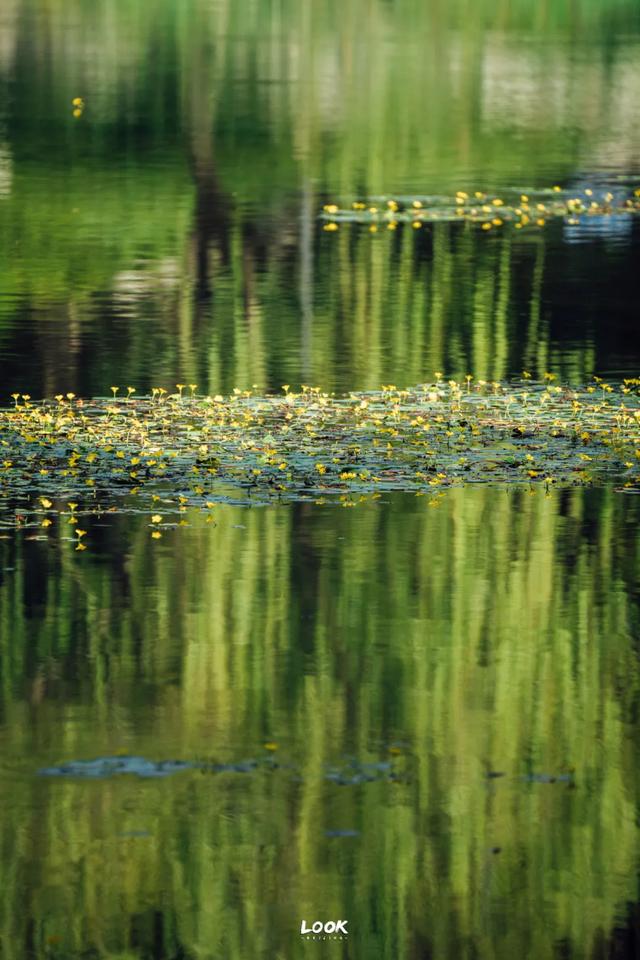 绝对不可以,错过这片金秋稻田
