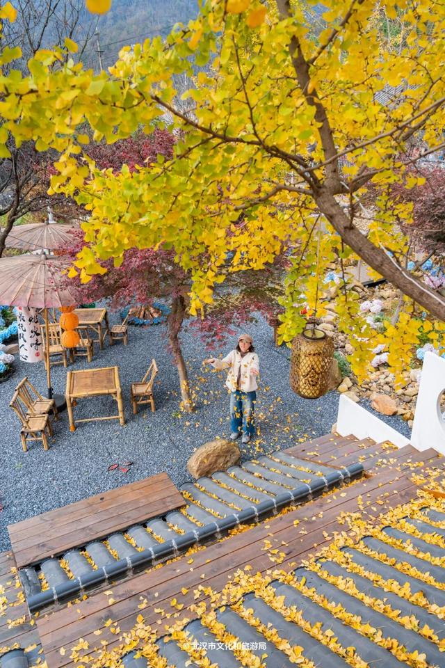 红了！武汉5000余亩红叶树，集体变色