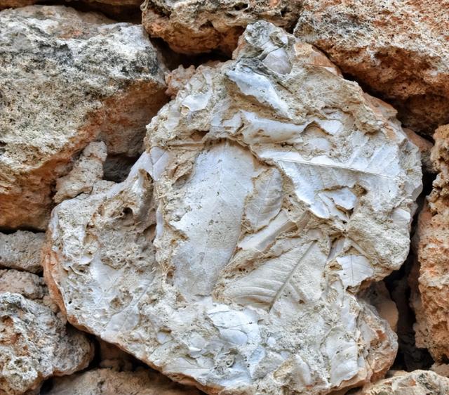 改写地球史，还能探火星？AI“听”到33亿年前岩石里的生命回声！