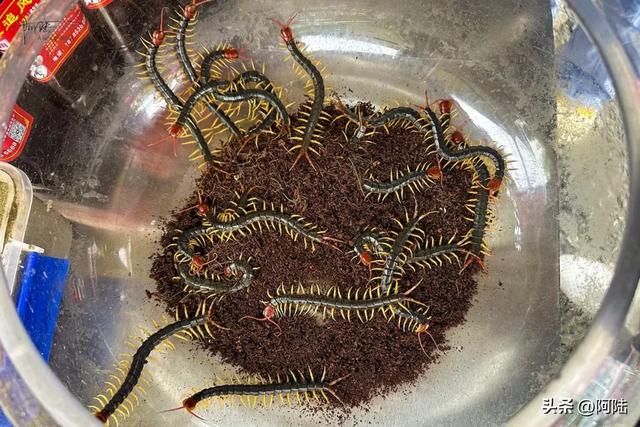 安顺市有个民生市集全年无休，烟火气息浓厚，每天还有人跳民族舞