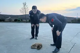 “报告，发现一只‘小野猫’，很凶！”图片