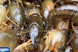 禁渔之后 江西鄱阳湖小龙虾会泛滥吗？图片