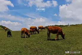 贵州乌蒙大草原景区游玩攻略图片