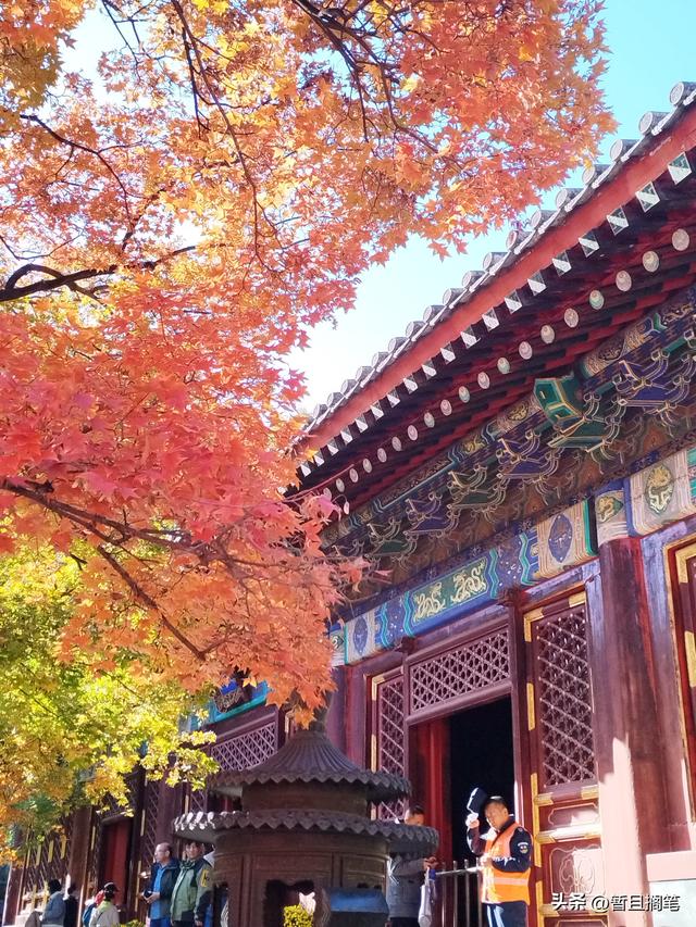 以我4次经历，带你打卡北京香山，北京的朋友请补充