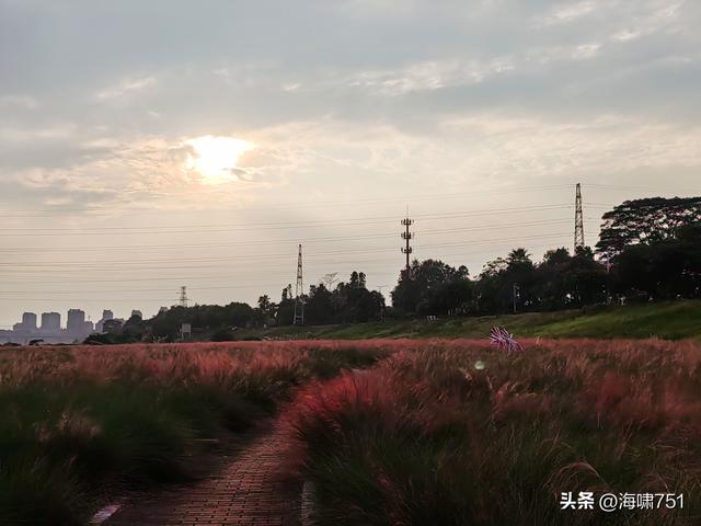 佛山三水芦苞花海生态公园