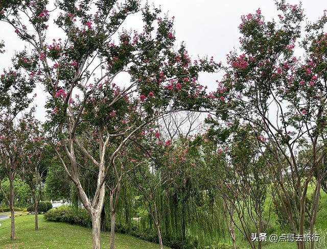 成都最近紫薇花公园，被严重低估，花开惊艳，地铁公交车直达！