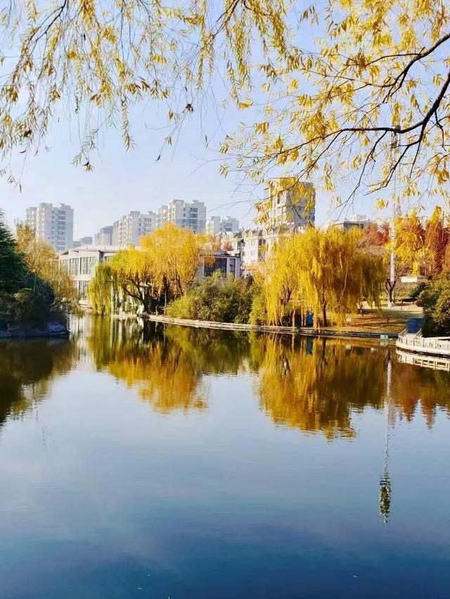 冬意盎然！锦阳河畔垂柳披“金”，绘成冬日美丽画卷！