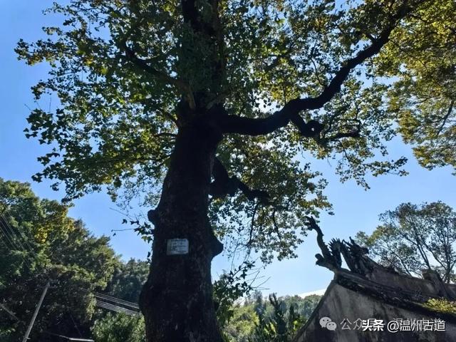 周末休闲好去处!探寻汉朝古寨千年古村,登悬空观景台一览绝美