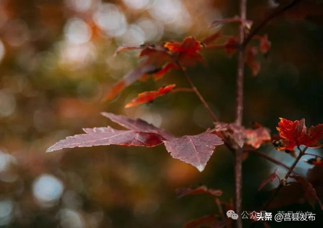 藏不住了！莒县这片“红枫秘境”美成油画