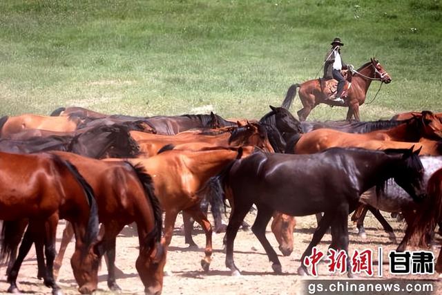夏日山丹马场马儿俊美 景色无限好