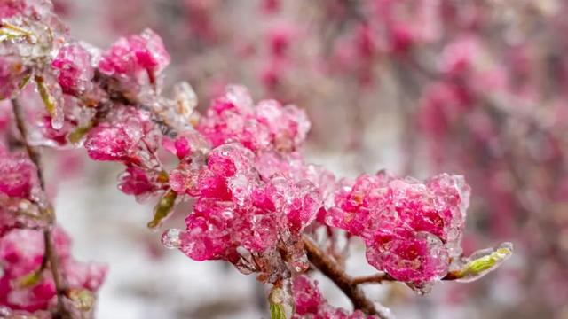 即！将！开！园！明月山花海原居赏樱攻略来啦！