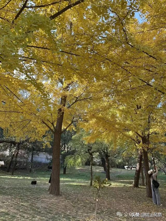 暖冬香山记（萧毅）