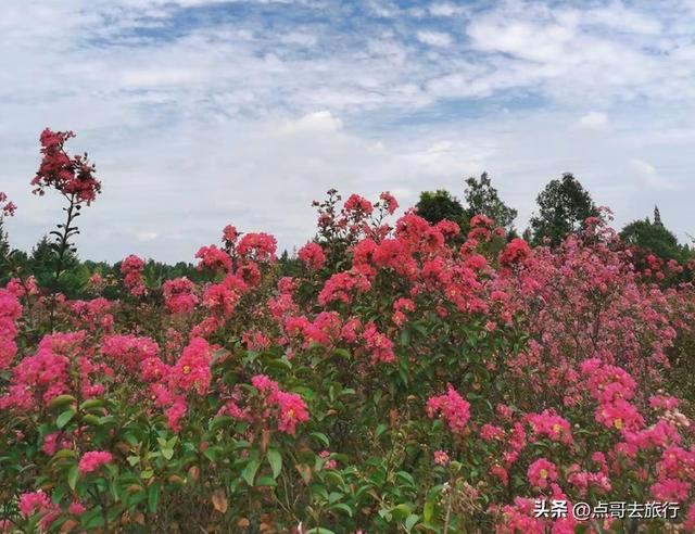 成都冷门紫薇花公园，满园紫粉超美，不要门票，公交车直达！