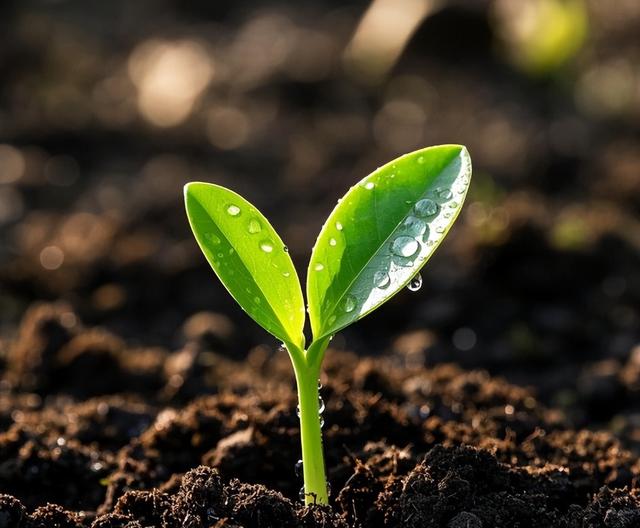 日本和美国早已禁种，中国为何依然大力种植？背后原因不简单