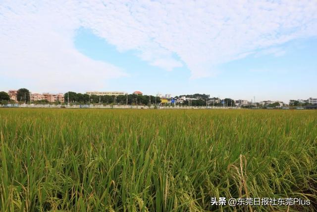 上班暂停，来东莞看稻田吧！