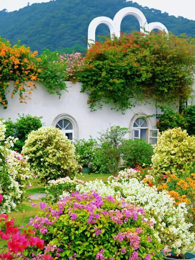 广西的冬天像是倒放的春天！三角梅天桥“火出圈”，还有一场叶子花盛宴来了……