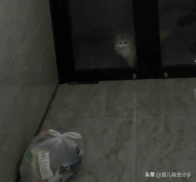 外卖员发照片说家人已签收，哈哈，外卖已被小猫签收！