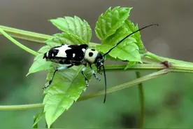在宁波的大自然中，形形色色的甲壳虫你能认出几种？图片