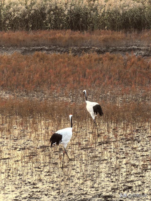 2025辽宁赏秋之旅日记(6)——到辽河口中国最北海岸线看日出 观鸟