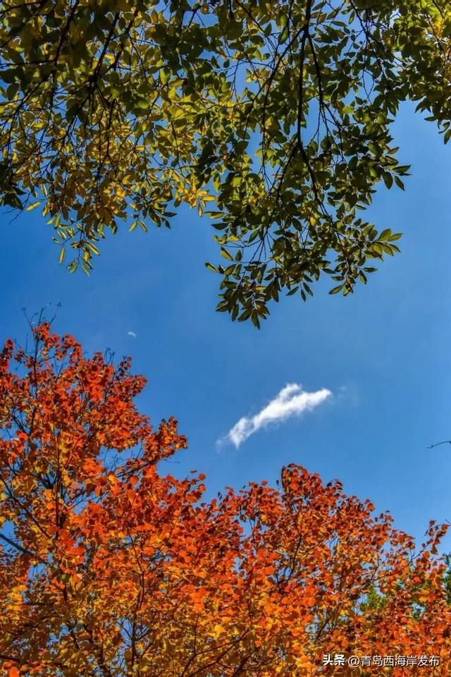 走不出这画了，我已被西海岸的秋景迷倒 🥹
