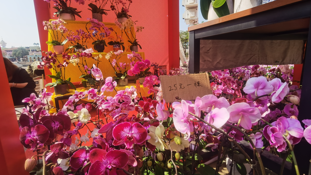 外地游客感受顺德浓浓年味