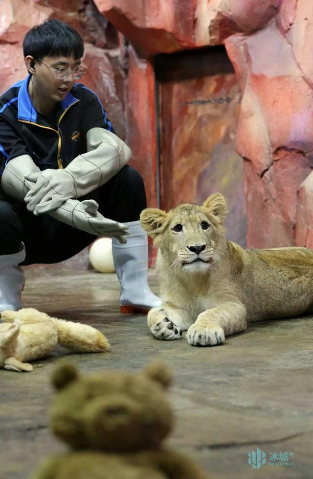 顶流“小毛”全球免费授权！哈尔滨极地公园开放文旅IP创作权限